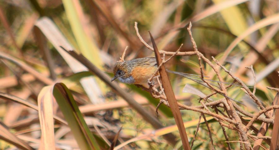 Wren-emu-southern-0001.JPG