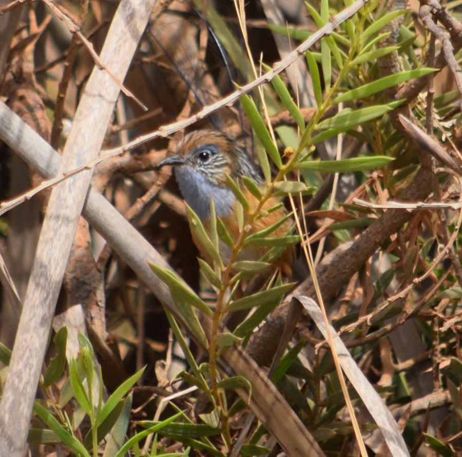 Wren-emu-southern-0002.JPG