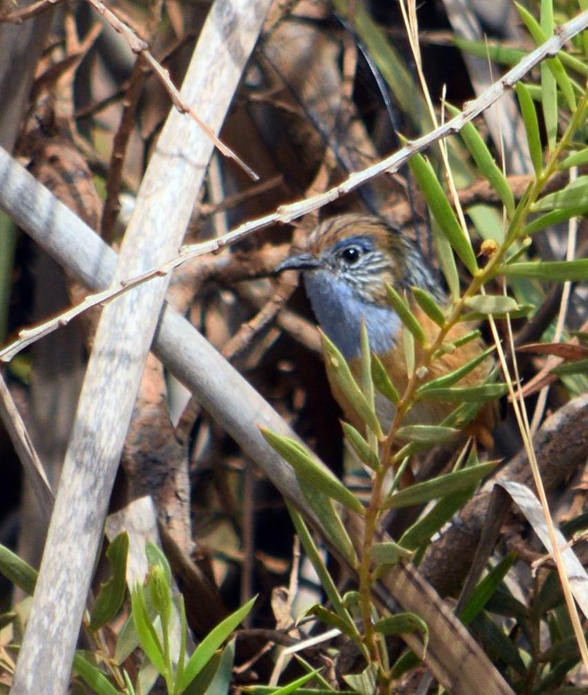 Wren-emu-southern-0003.JPG