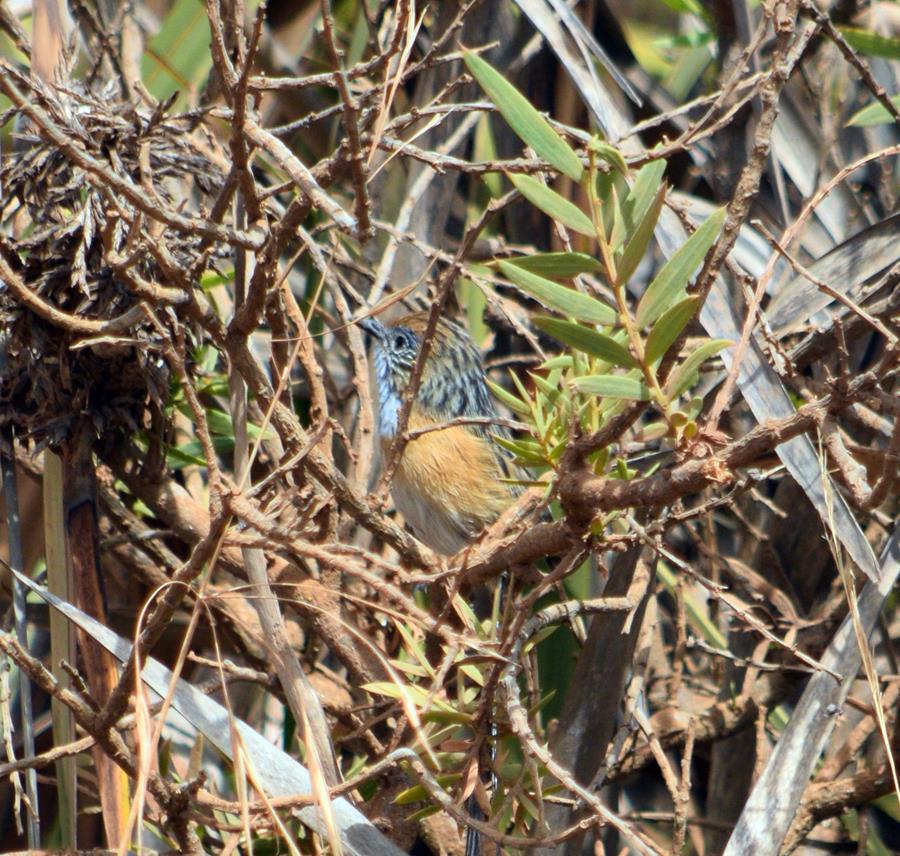 Wren-emu-southern-0004.JPG