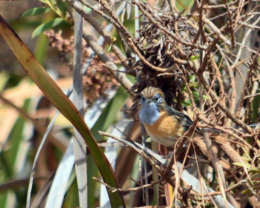 Southern Emu Wren