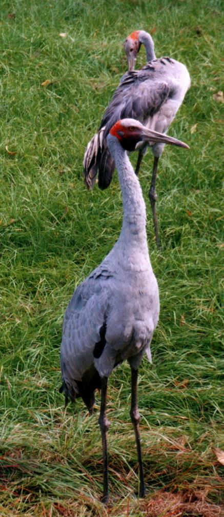 brolga.jpg