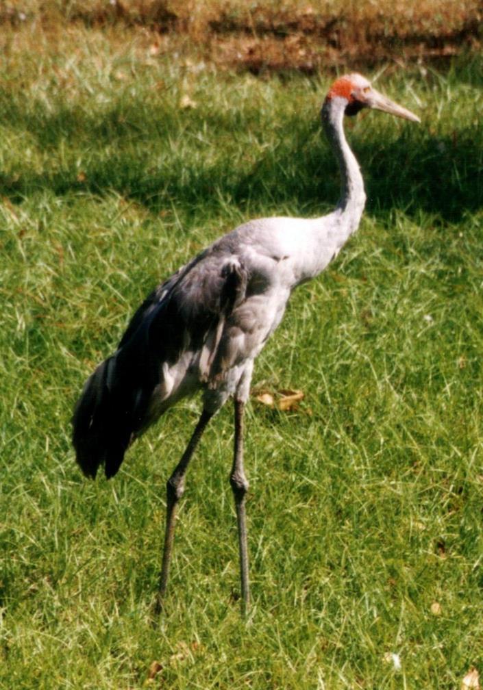 brolga2.jpg