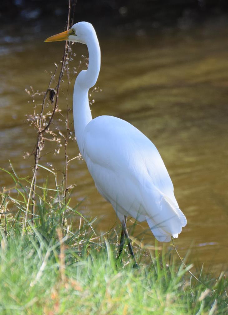 egret-0002.JPG