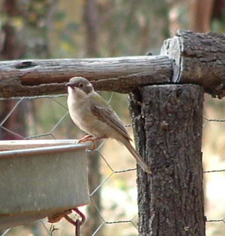 honey_eater_brown_headed_001.jpg