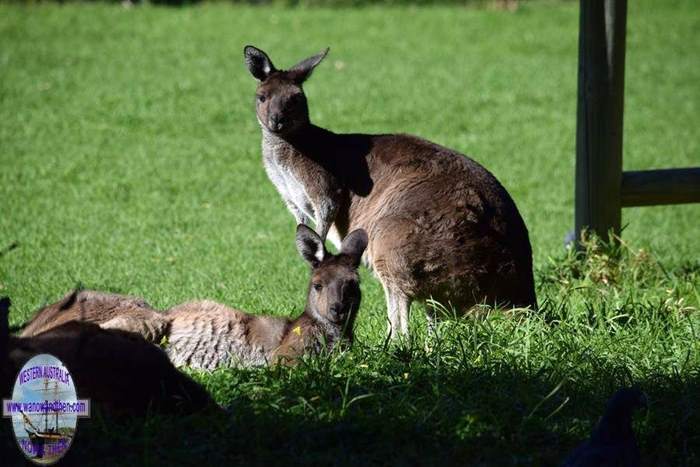 Bunbury Wildlife Park