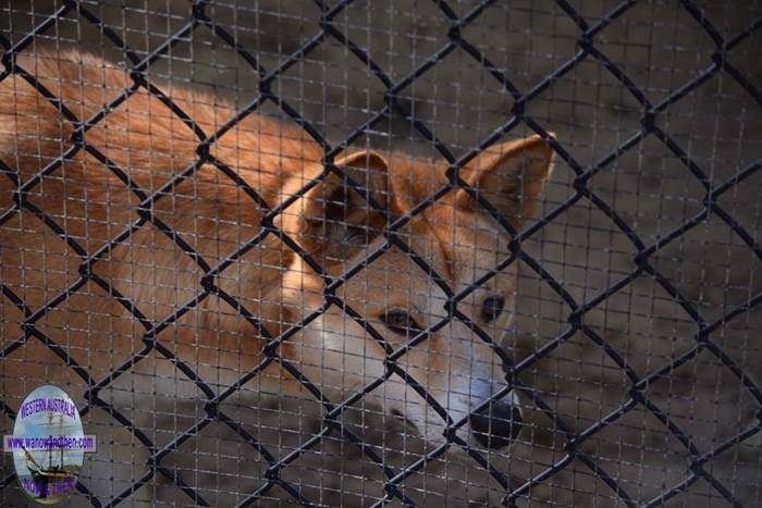 Bunbury Wildlife Park