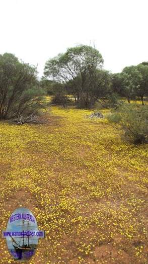 Wildflowers at Canna