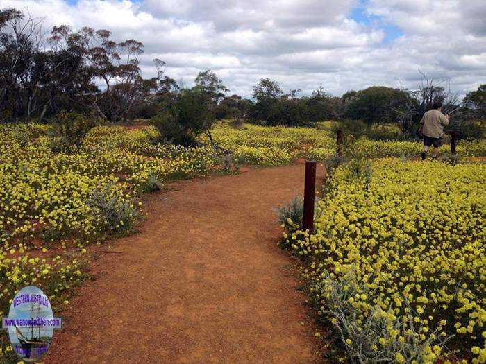 Coalseam