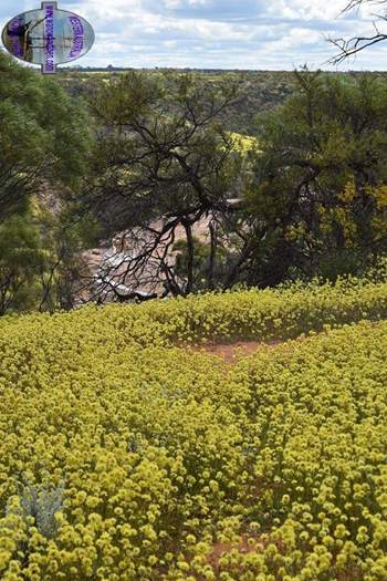 Coalseam