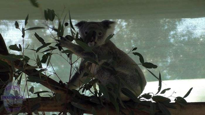 Cohunu Koala Park