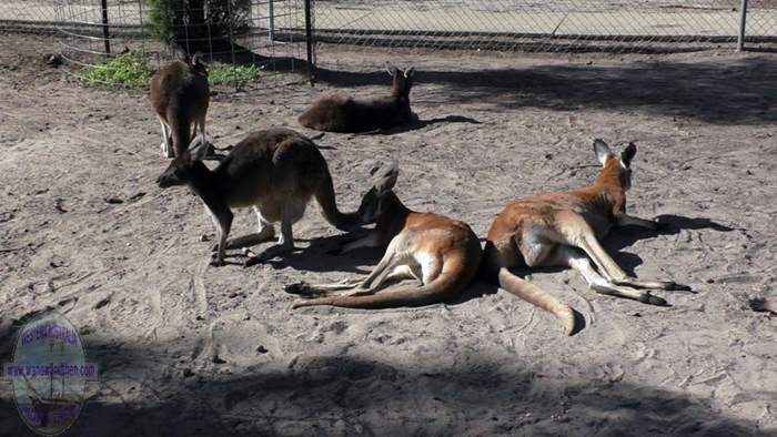 Cohunu Koala Park