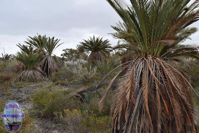 Zamia palms at Coomallo Creek