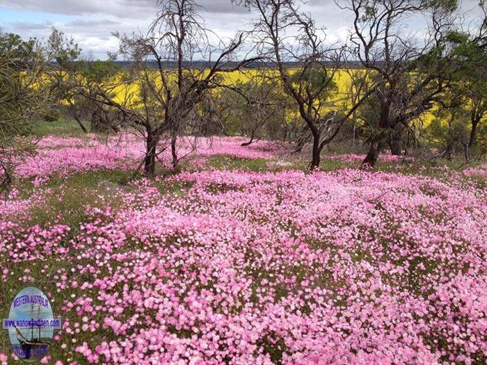 Wonderful wildflowers!