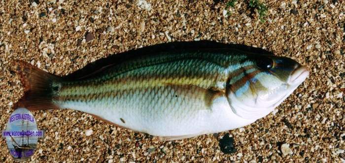 Bream - Coral Monocle