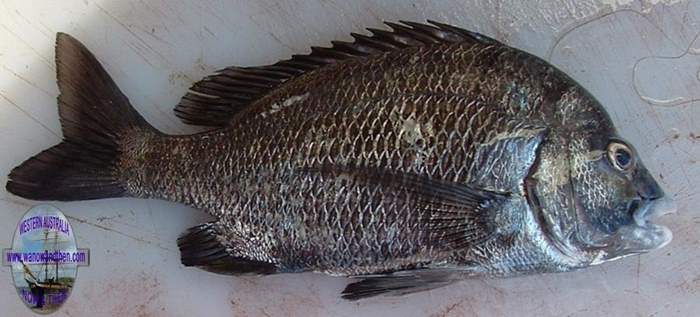 Bream - Pikey