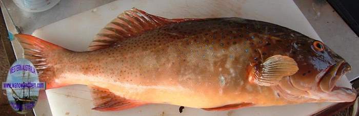 Coral trout