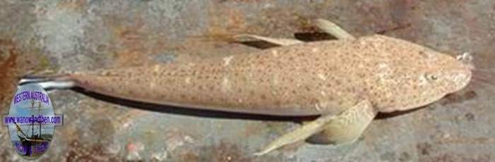 Flathead - bar tailed