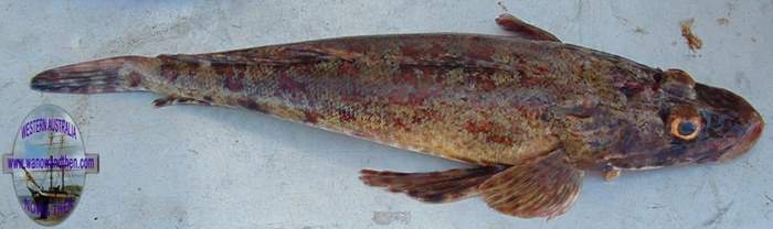 Flathead