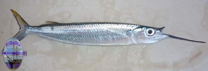 Garfish