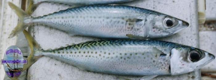 Mackerel