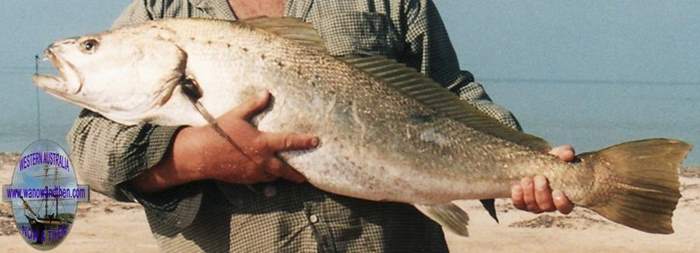 Mulloway