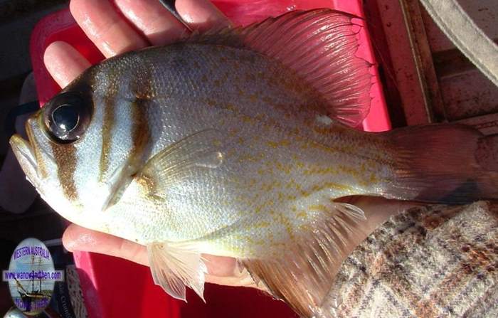 Perch - Threadfin pearl