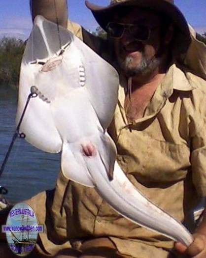 Shovel nose ray