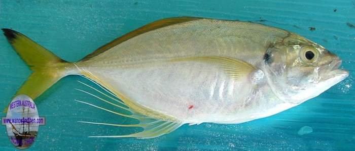 Trevally - Fringe finned