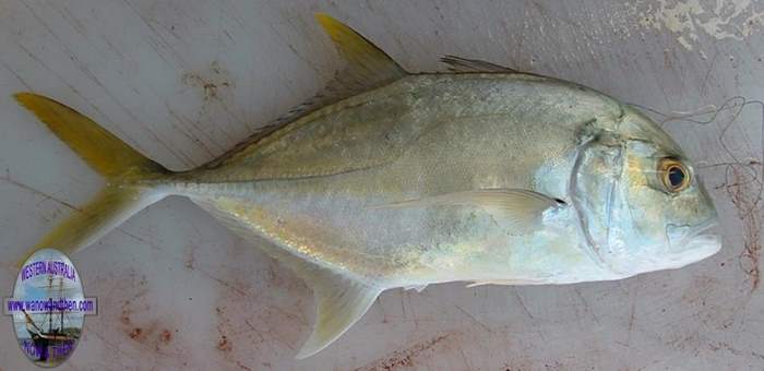 Trevally - Giant