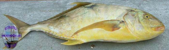 Trevally - Gold spotted