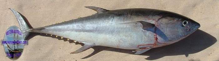 Tuna - Long trailed