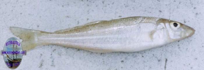 Whiting - School or sand