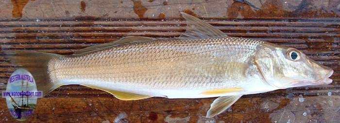 Whiting - Yellowfin