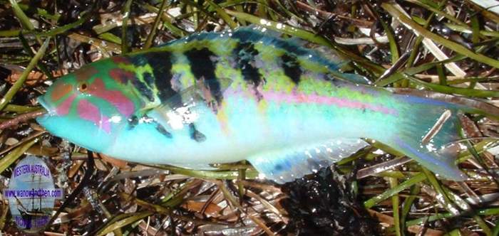 Wrasse - Six banded