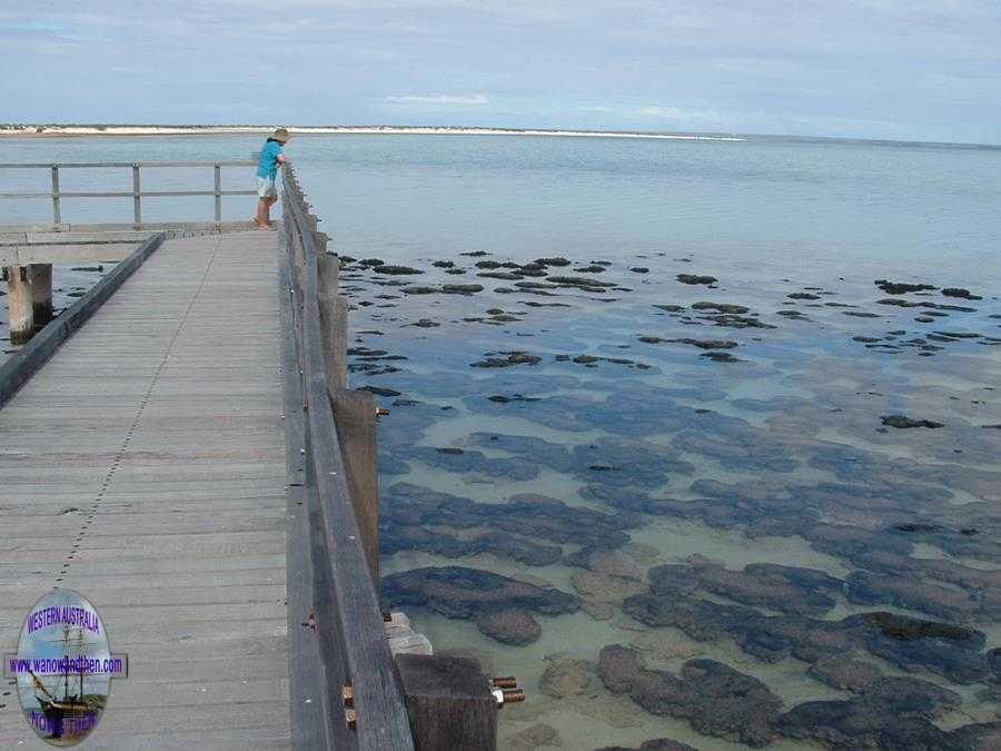 Thrombolites