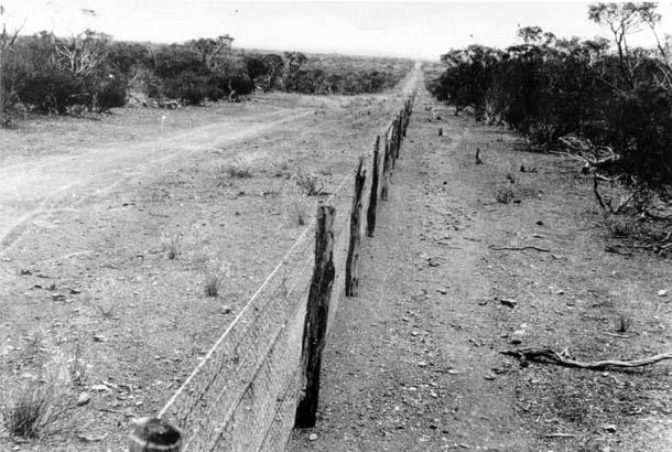 Rabbit Proof Fence