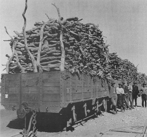 Harvested Sandalwood