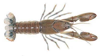 Yabby (C) Dept. of Fisheries W.A.