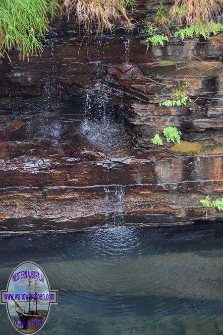 Fern terraces at Circular Pool