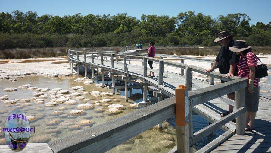 Thrombolites at Lake Clifton