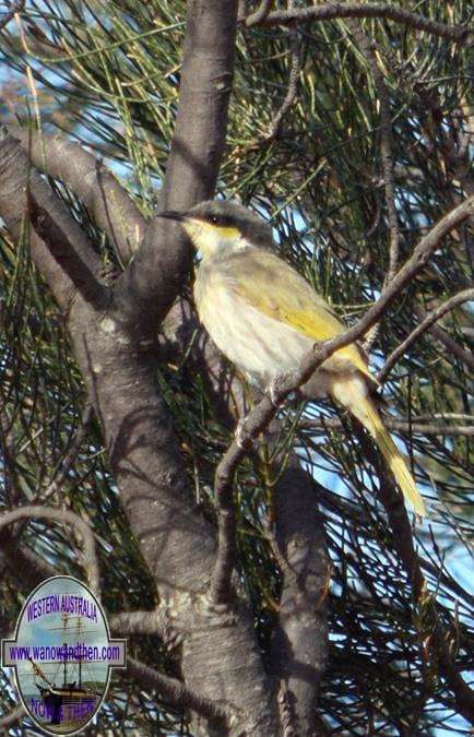 Honeyeater at Lake Ninan