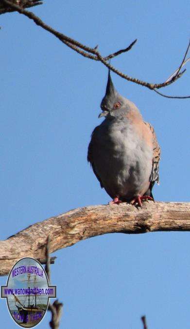 Crested pigeon at Lake Ninan