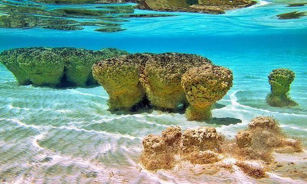 Stromatolites