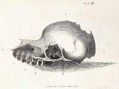 Bunyip skull