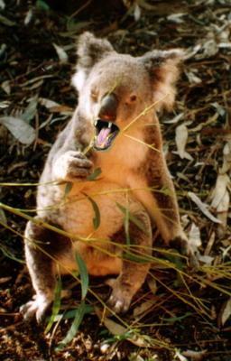 Drop Bear