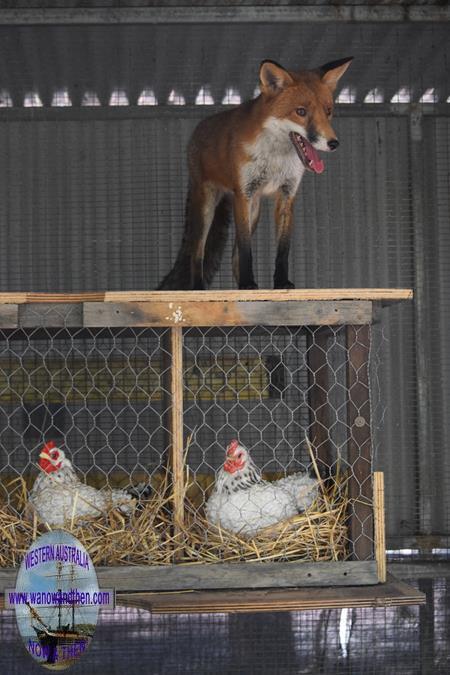 Peel Zoo - dont worry the chickens are fake...