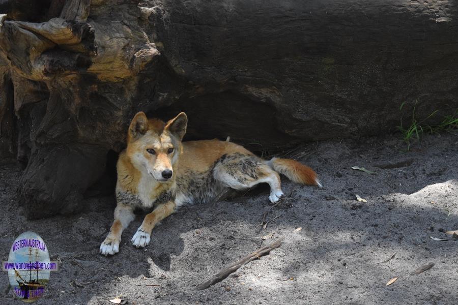 Peel Zoo - Dingo