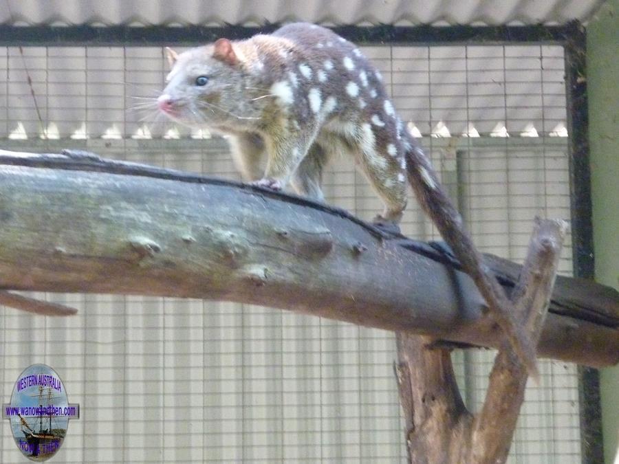 Peel Zoo - Quoll