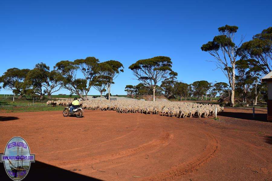 Round Hill - Sheep being moved